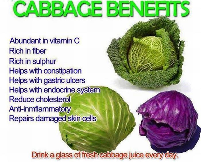 cabbage lifestyle benefits cabbage benefits tips to live a healthy lifestyle
