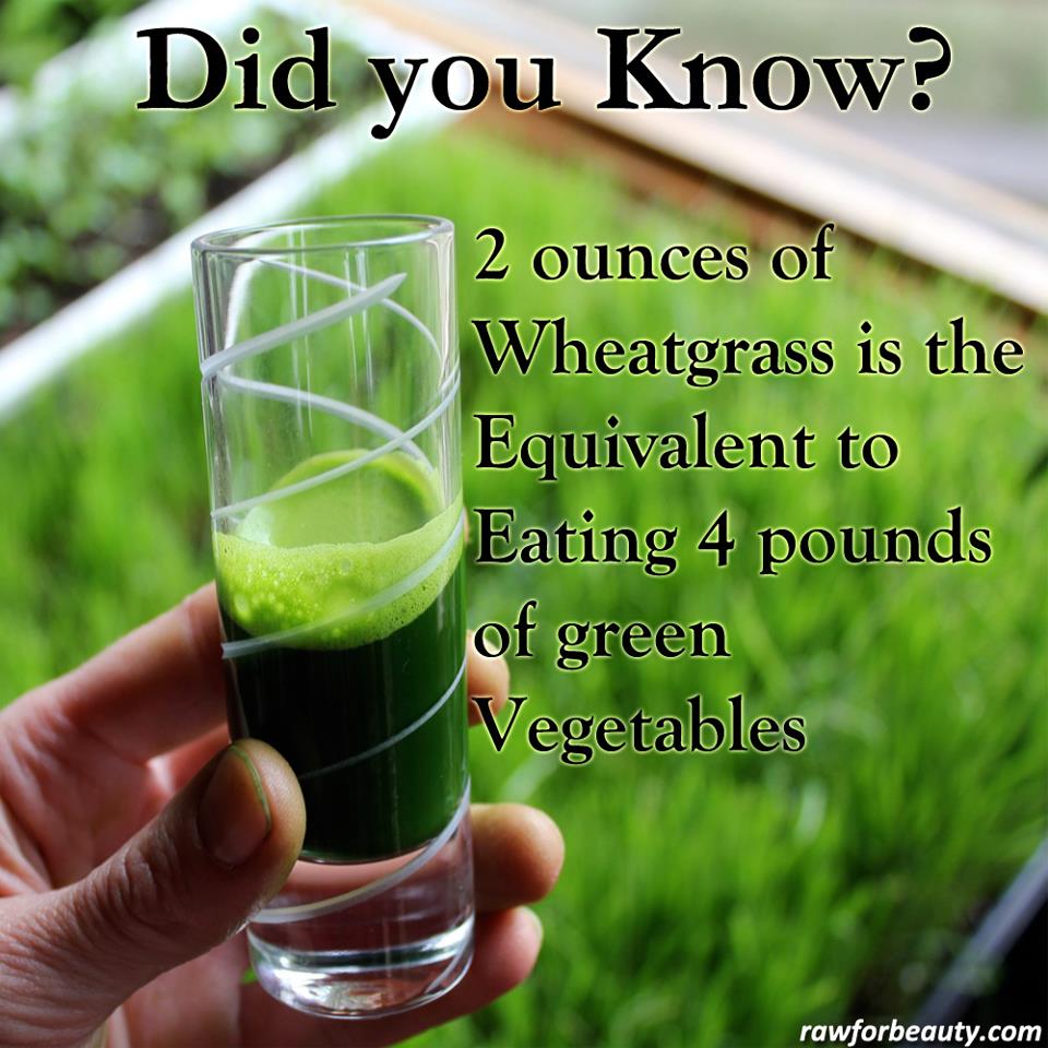 drink wheatgrass tips to live a healthy lifestyle drink wheatgrass tips to live a healthy lifestyle