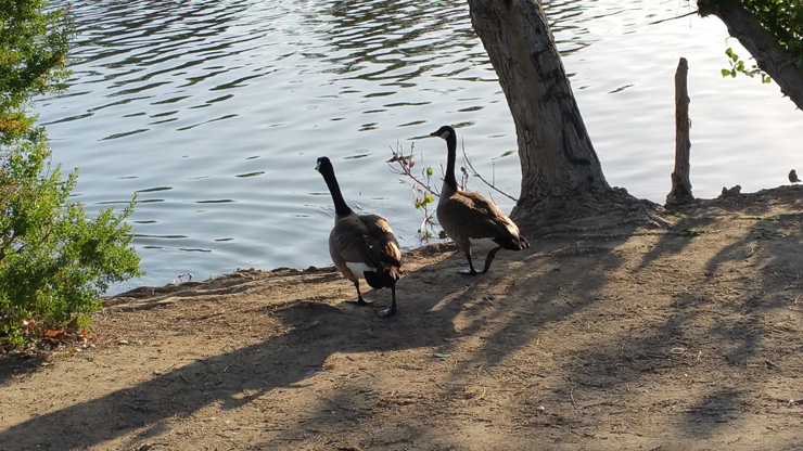 watching geese by the lake