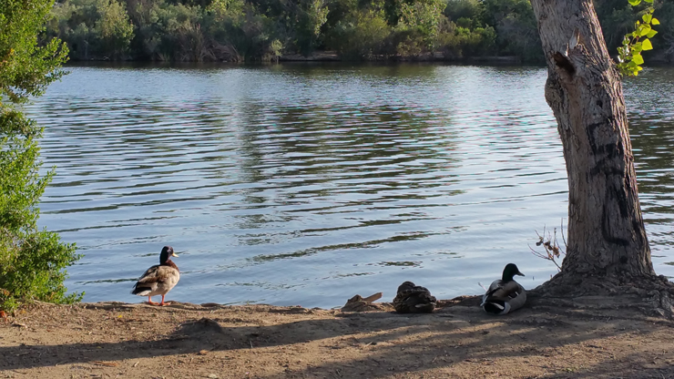 ducks by the lake