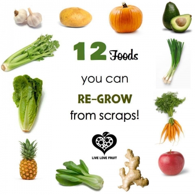 foods you can regrow tips to live a healthy lifestyle foods you can regrow tips to live a healthy lifestyle