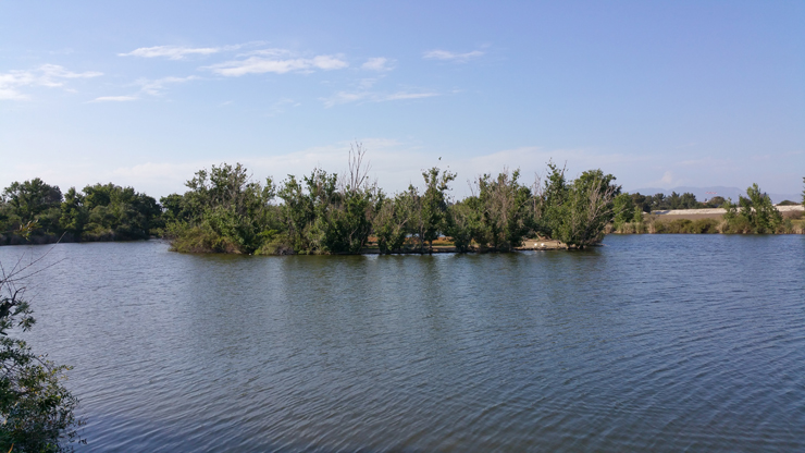 bird breeding habitat island