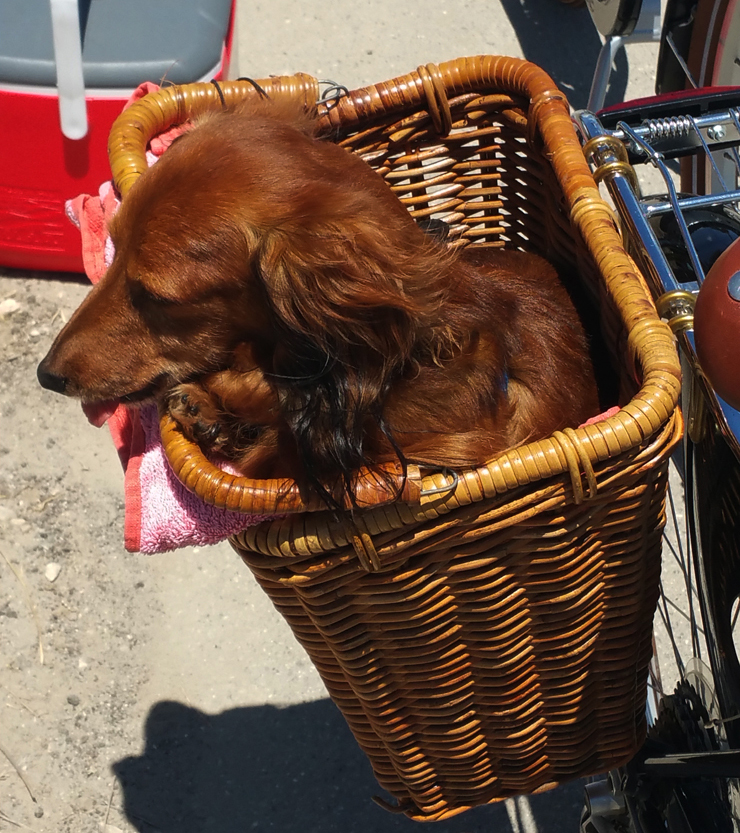 bicycling with dogs