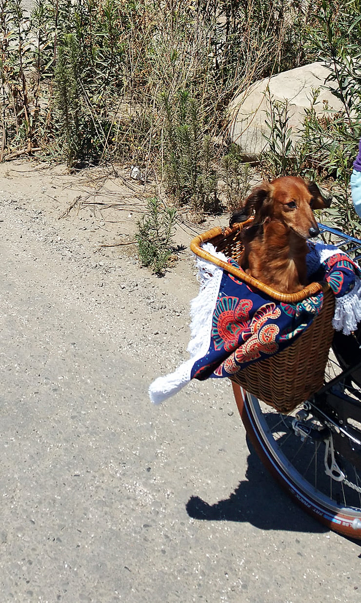 lake casitas bike ride with dog