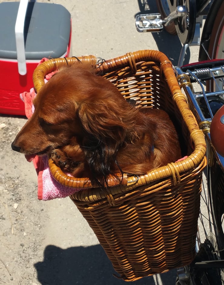 peace bicycles dog