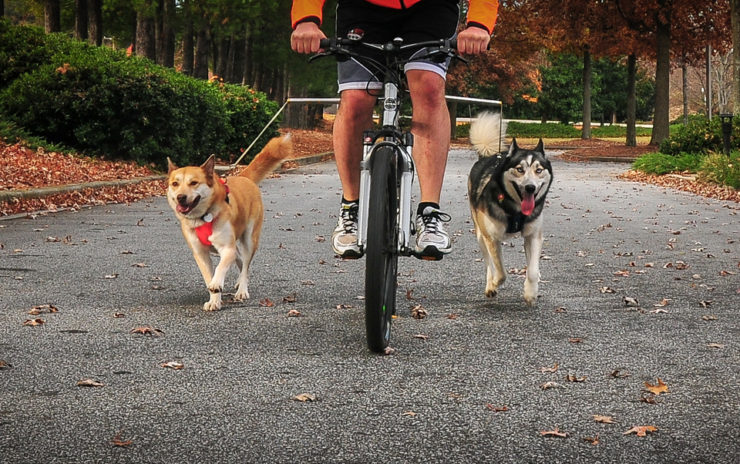 dogs walking with bike two dogs enjoy the health benefits of bicycling by walking with their owner as he pedals